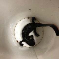 😁アカハライモリ😁ホトケドジョウの画像