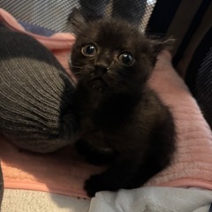 兄弟一緒にもらってくださる方！