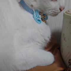 猫首輪の画像