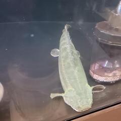 熱帯魚!ポリプテルス・ビキールビキールの画像