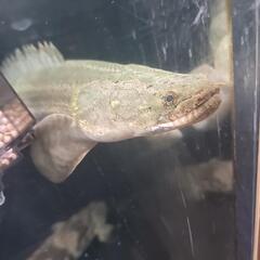 熱帯魚!ポリプテルス・ビキールビキールの画像