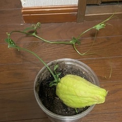 ハヤトウリの苗