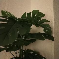観葉植物　モンステラ　フェイクグリーン　鉢セットの画像
