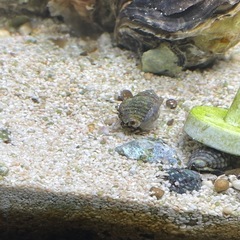 ユビナガホンヤドカリ 海水＆汽水どちらも可の画像