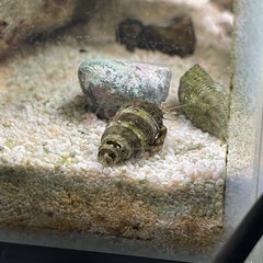 ユビナガホンヤドカリ 海水＆汽水どちらも可の画像