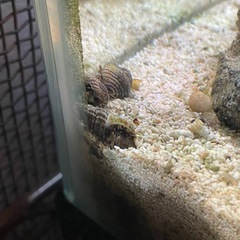 ユビナガホンヤドカリ 海水＆汽水どちらも可の画像