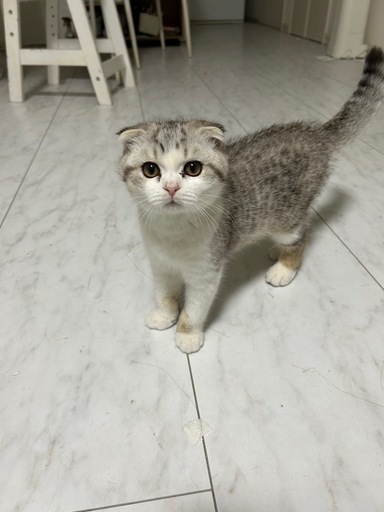 1年ぶりにお母さんと再会した猫がまさかのこうなっちゃいました