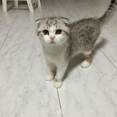 多数応募の為一旦中止 - 猫