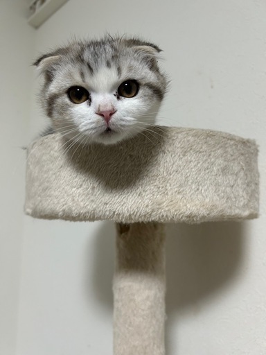 The mother cat's request for her kitten. - YouTube