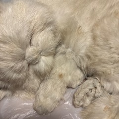 中古  猫の置物の画像