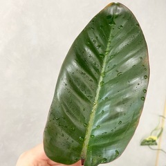 ②フィロデンドロン ロジョコンゴの画像