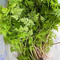 朝採り山人参