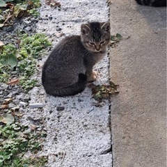 お腹みせてくれるキジくん - 盛岡市