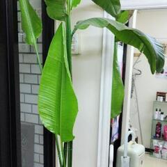 ストレリチアオーガスタ