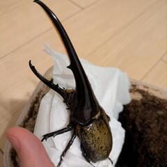 ヘラクレスオオカブト オス単品