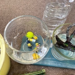 メダカ鉢の画像