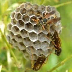 蜂の巣で困っていませんか？
