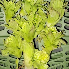 新鮮、採れたてふきのとうは、いかがでしょうか？