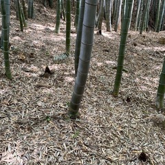 筍ほりやりませんか？　神奈川県綾瀬市