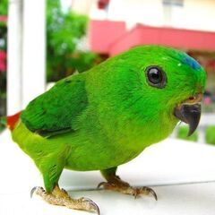 ２０２５年　鳥のリスト　九官鳥、サトウチョウほか - 町田市