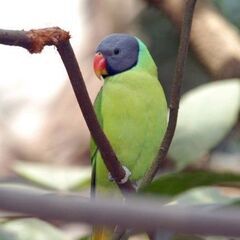 ２０２５年　鳥のリスト　九官鳥、サトウチョウほか - ペット