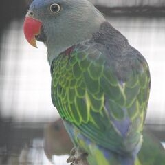 ２０２５年　鳥のリスト　九官鳥、サトウチョウほか − 東京都