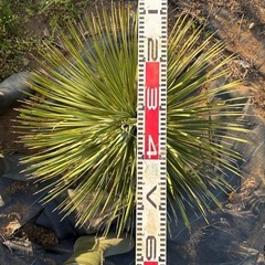 ①ユッカ・ロストラータ 高さ約60cm(訳アリ)