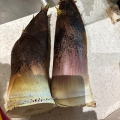 たけのこ の画像