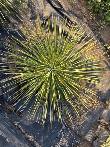 🌴③ユッカ・ロストラータ高さ約60cm (じありー) 飯能のその他の