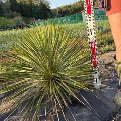 植物販売】兵庫県宝塚市㈱陽春園植物場ネット ユッカ・ロストラータ