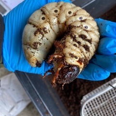 ☆ヘラクレス幼虫☆【ギネス血統OAKS】【極太メテオ血統】幼虫2種【カブト虫】カブトムシの画像