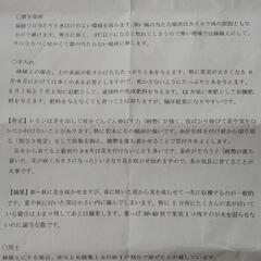 ㉒レモンの木(スイートレモネード)