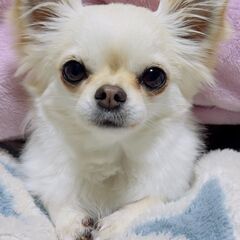 ご近所チワワ大好き仲間募集🐶