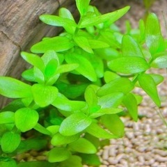 ※🌿アクアリウム水草／ナガバオモダカ／ウォーターバコパ／アナカリス etc...水生植物ビオトープ※の画像