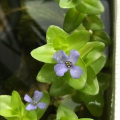 ※🌿アクアリウム水草／ナガバオモダカ／ウォーターバコパ／アナカリス etc...水生植物ビオトープ※の画像