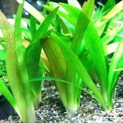 ※🌿アクアリウム水草／ナガバオモダカ／ウォーターバコパ／アナカリス etc...水生植物ビオトープ※の画像