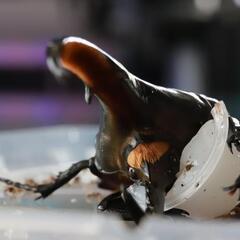 カブトムシくじ ヘラクレスオオカブト ヘラクレスプレゼントあり