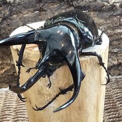 カブトムシくじ ヘラクレスオオカブト ヘラクレスプレゼントありの画像