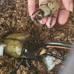 カブトムシくじ ヘラクレスオオカブト ヘラクレスプレゼントありの画像