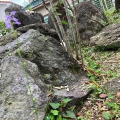 高級庭園用　庭石セットの画像