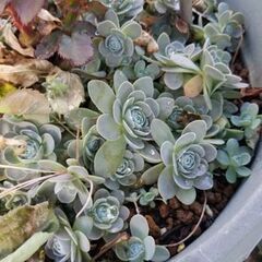 ★多肉植物抜き苗セット