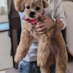 犬友達募集