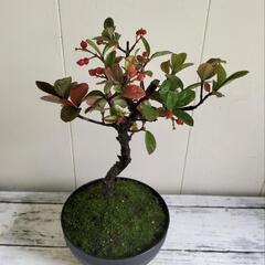 🌿御門樹✨天然ゴケ/実種付き✨盆栽/観葉植物