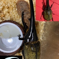 【ヘラクレスオオカブトの卵】ギネス大型累代血統OAKS☆カブト虫