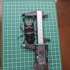 オオクワガタペアー　72ミリ♂　45ミリ♀