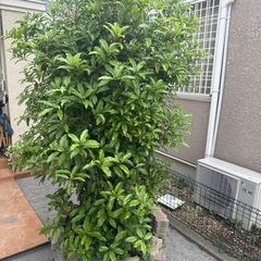 金木犀、キンモクセイの画像