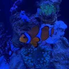 カクレクマノミ　海水魚　マリンアクア　ペア　大きめの画像