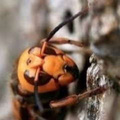 【秋田県】業務委託　蜂駆除作業員募集の画像