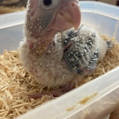 ウロコインコ★ブルーシナモン♂ 1号くん - 地元のお店