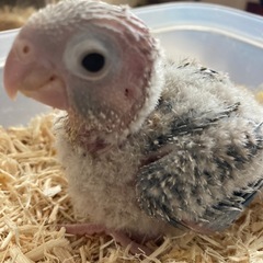 ウロコインコ★ブルーシナモン♂ 1号くん − 兵庫県
